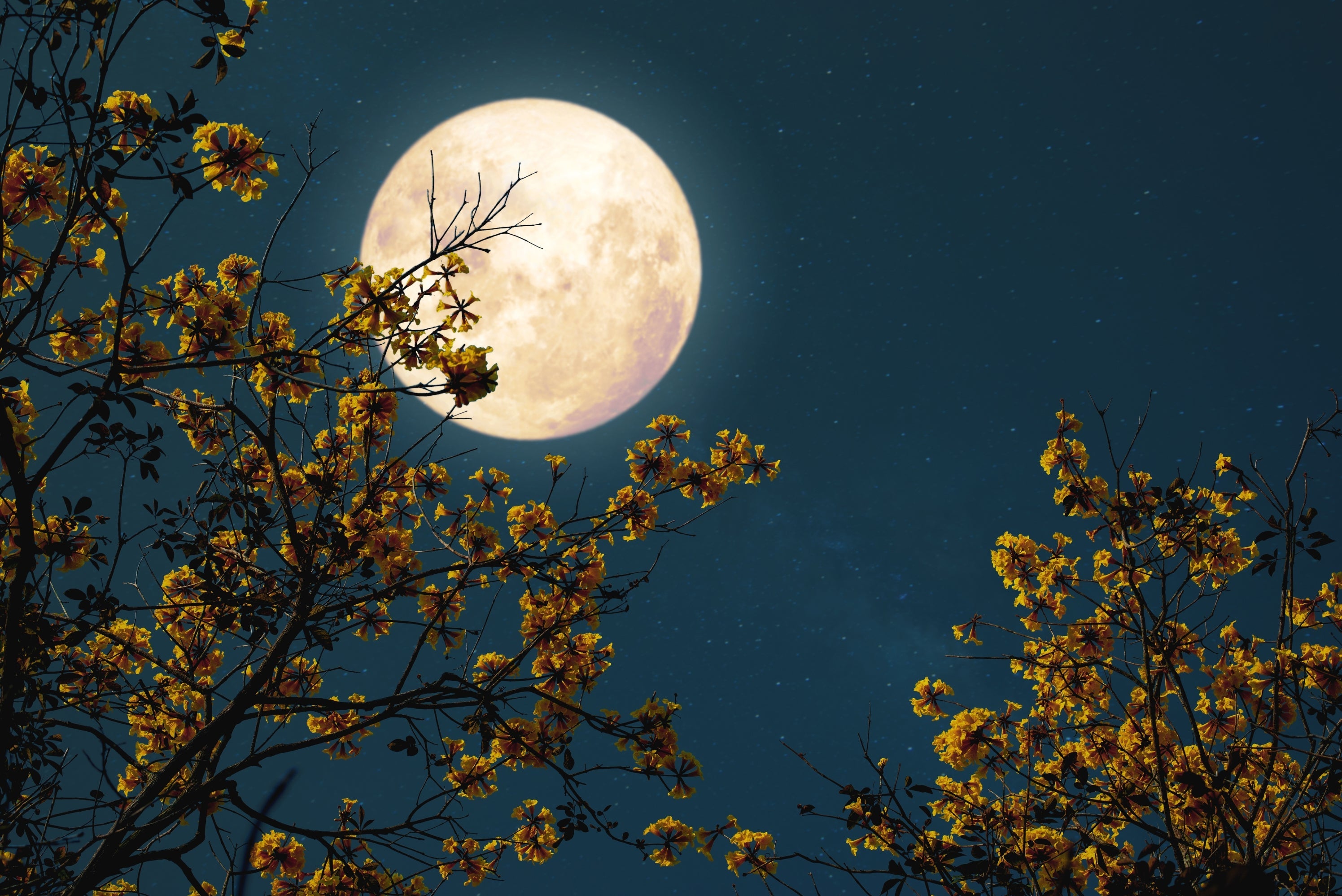Full Moon Rituals with Crystal Singing Bowls